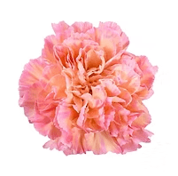 Carnation
