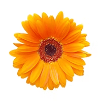 Gerbera